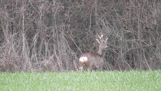 2020-03-25: Rehwild, starker Rehbock