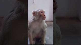 funny monkey 🐒 laughing video 😂 #shortviral #cutebaby #animals