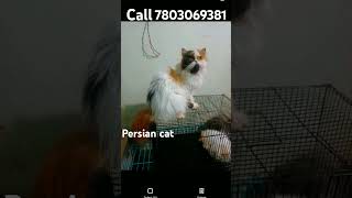 Persian cat call 7803069381