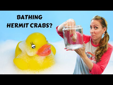How do you give a hermit crab a bath?
