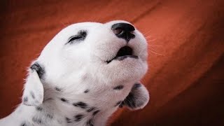 Puppies Barking - Cute Puppies Barking Compilation