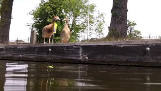 Nijlganzen oog in oog met stadssnorkelaar