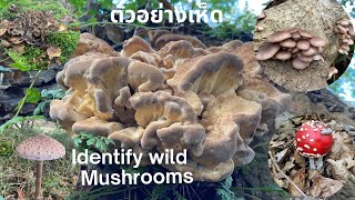 เก็บเห็ดงามๆ มีเห็ดนางรม ขอนยักษ์ อื่นๆอีก Oyster Mushrooms, Giant..#wildmushroomsuk #เก็บเห็ดป่า