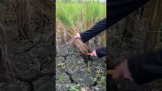 harvesting rice #shorts #lime child #rural life #documenting rural life #rice