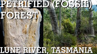 Petrified (fossil) forest of Lune River, Tasmania