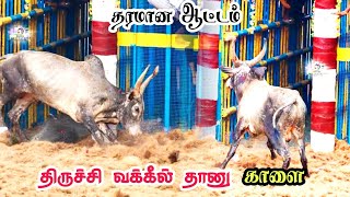 திருச்சி வக்கீல் தானு மாடு / jallikattu videos