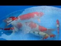 2012tyh 18th koi show 桃園縣愛鯉協會第十八屆錦鯉品評會 10參賽鯉hd