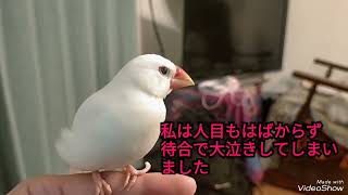 文鳥シロちゃんが骨折した原因