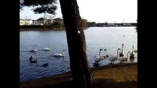 コクチョウおばさんのご主人だそうです　20160227-2 大塚池公園のハクチョウ白鳥スワンSWANS