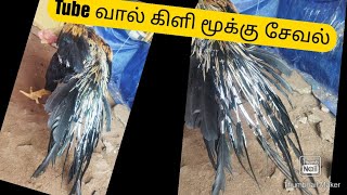 கிளி மூக்கு சேவல் வளர்ப்பு General video