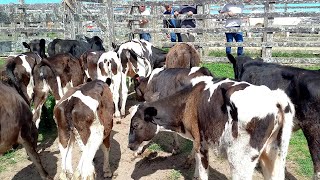 feira das bezerras, novilhas Capoeiras Pe.31/01/25