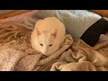 【可愛い猫】特別music video「ミーちゃんはお猫好し」【たまらん】