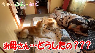 お母さん…どうしたの？？？　今日のごん・みく♡　秋田犬【ごん・みく チャンネル】