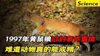 动物真能成精吗？1997年震惊全国的黄鼠狼“讨封”，真的属实吗？