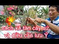 CÁCH XÃ TÀN CÂY SỨ VÀ ĐIỀU CẦN LƯU Ý( xã nóng trên chậu) @UCTHUBonsaiCanTho .