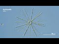 How Diatoms Build Their Beautiful Shells
