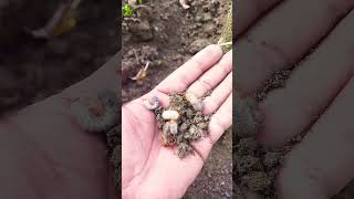 Dangerous worms🐛 🐛 🐛 for apple tree roots #agriculture #apple #tree #soil #worms