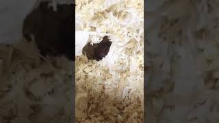 ハムスターの赤ちゃん　生後1日　Hamster baby 1 day after birth