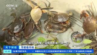 [天下财经]节前看市场 广东：中秋临近 螃蟹肥美上市|CCTV财经