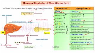 How Hormone Controls Blood Glucose Level in Our Body | Role of Hormones to Regulate Blood Glucose