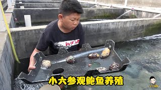 【ENG SUB】小六參觀鮑魚養殖基地，上千畝大的小的都有，校長看完就想著吃了