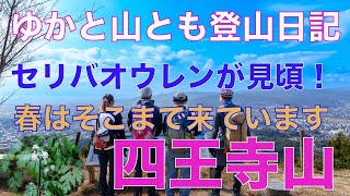 【春はもうそこまで！（四王寺山）】可憐な花♥セリバオウレンが見頃を迎えています！＠ゆかと山とも登山日記