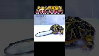 カエルの胃袋はどうなってるの？ #frog #eat #eating #shorts