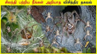 சிலந்தி பற்றிய நீங்கள் அறியாத விசித்திர தகவல் FACTS ULAGAM TAMIL