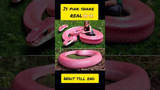 Is pink snake real😳😳#snake#gk#shorts