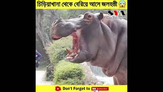 চিড়িয়াখানা থেকে বেরিয়ে আসে জলহস্তী 🦛 তারপর যা হয় 😨 #shorts