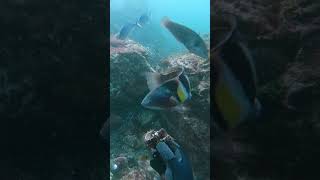 Hand feeding Kina to a Sandager's wrasse and a Moray eel - New Zealand 🐟