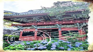 【雨引観音/あじさいまつり茨城県桜川市】水中華が綺麗すぎる🤭✨