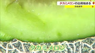 かき氷やスムージーにしてみて…果汁が多くさわやかな甘みの「タカミメロン」収穫始まる【香川・さぬき市】 (23/06/26 18:00)