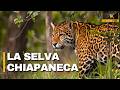 LA SELVA DE CHIAPAS | Naturaleza Épica en México - Documental