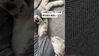 18歳おじいちゃん猫                              #猫#猫動画#老猫#猫のいる暮らし#ねこ動画#高齢猫#ねこ#ねこのいる生活#サバトラ猫