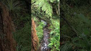 Discover beautiful water springs in Pure New Zealand! 💧✨Nature’s finest treasure awaits.🌿#NZBeauty