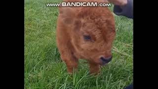 ・ハイランド牛の子牛highland cow calf