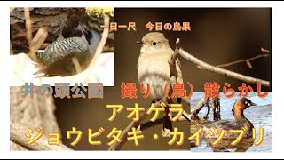 井の頭公園・撮り（鳥）ちらかし