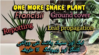 snake plant francisii leaf propagation/repotting //Grow green 445