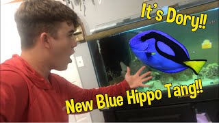 My New* Blue Hippo Tang!!!