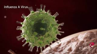 Influenza - The Flu Virus