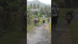 Pak tani berangkat ke sawah #automobile #music #sawah #suasanapedesaanmusik #love #travel #wisata