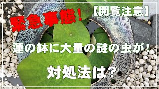 【閲覧注意】蓮の鉢に大量のなぞの虫が！／苦手な方は決して見ないでください！かなりグロイ映像が出てきます！