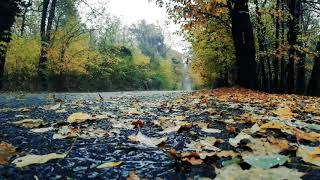 Rain on empty road in fall | Sleep music for 1 hour | Fall asleep within minutes! ASMR