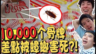 10000個骨牌，不是開玩笑！隔天醒來直接腰痠背痛