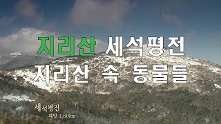 지리산 해발 1600m 세석평전의 겨울, 멸종위기종 수달의 물고기 사냥 등 @ 지리산