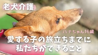 【老犬介護】愛する子の旅立ちまでに私たちができること