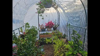 My DIY Green house# gardening #nature #food #backyardgardening #naturelovers #cold #winter  #flowers