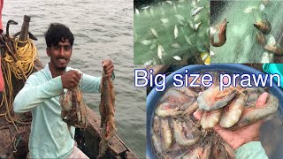 खोल समुद्रात जाळीत भेटली कोलंबी आणि मासे.prawn ￼cougth in net fishing.#fishing #netfising #shrimp