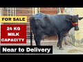 3rd timer / 24 KG milk Capacity / Near to Delivery- Super Duper Black Gold Murrah Buffalo #dairyfarm